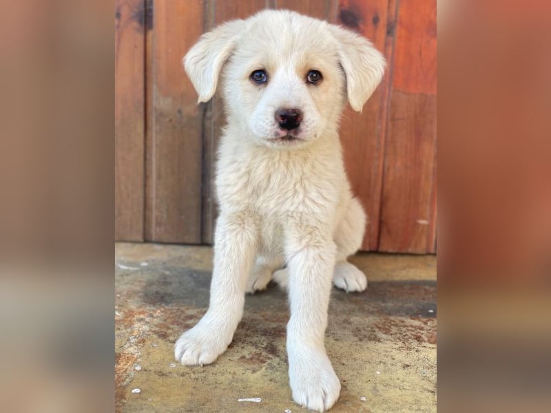 Nacho, geb. ca. 03/2026, lebt in GRIECHENLAND, auf einer privaten Pflegestelle