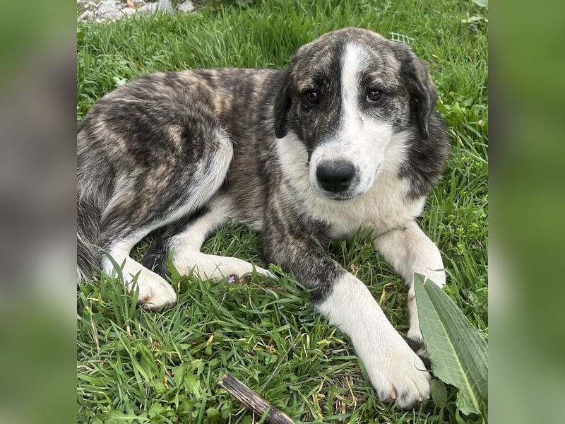 Paula, geb. ca. 07/2023, lebt in GRIECHENLAND, auf einem Gelände, Hunde werden notdürftig versorgt