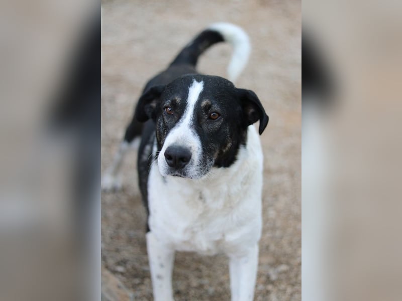 Ancho, geb. ca. 10/2021, lebt in GRIECHENLAND, im städt. Tierheim Serres