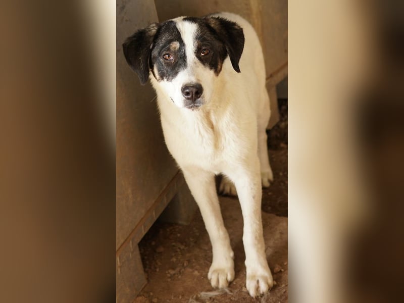 Thundery, geb. ca. 11/2022, lebt in GRIECHENLAND, im städt. Tierheim Serres