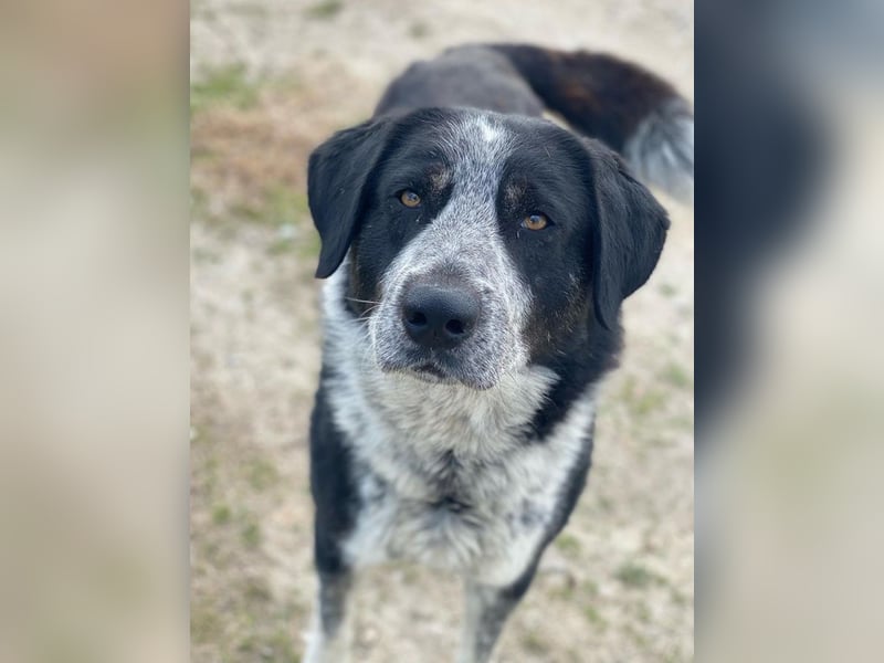 Malik, geb. ca.02/2022, lebt in GRIECHENLAND, im städt. Tierheim Serres