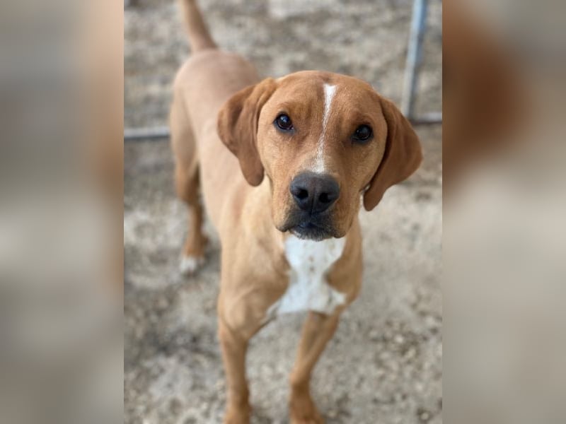 Olli, geb. ca. 11/2022, lebt in GRIECHENLAND, auf einer privaten Pflegestelle