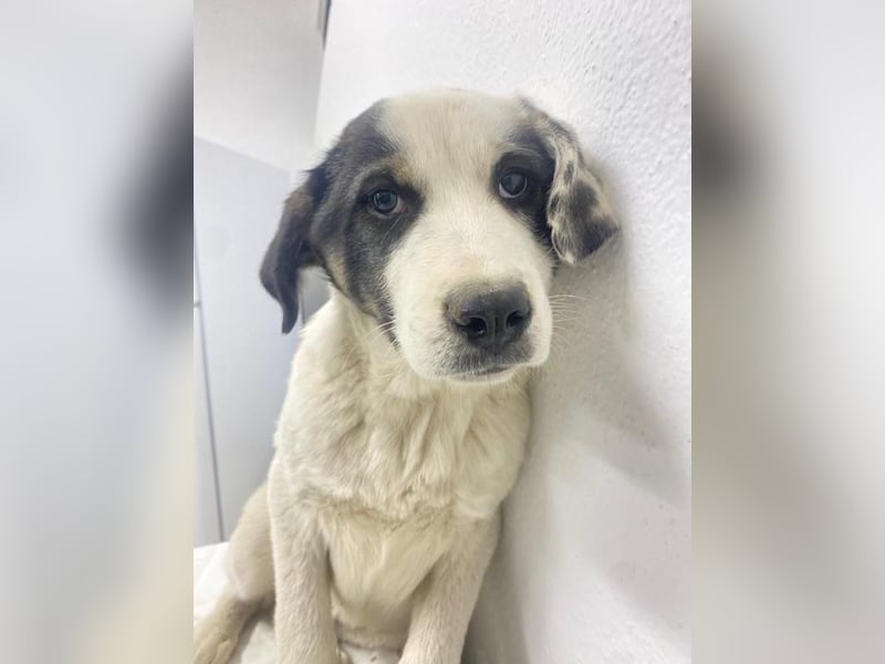 Sunshine, geb. ca. 11/2022, lebt in GRIECHENLAND, im städt. Tierheim Serres