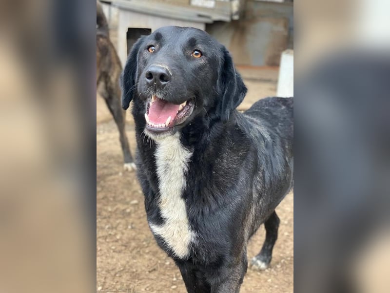 Panthera, geb. ca. 05/2023, lebt in GRIECHENLAND, auf einer privaten Pflegestelle