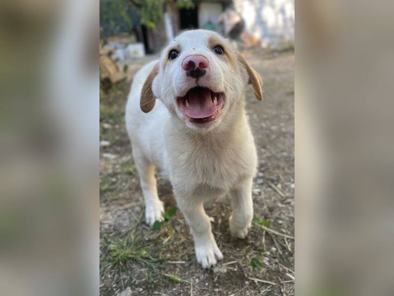 Miko, geb. ca. 02/2025, lebt in GRIECHENLAND, im städt. Tierheim Serres