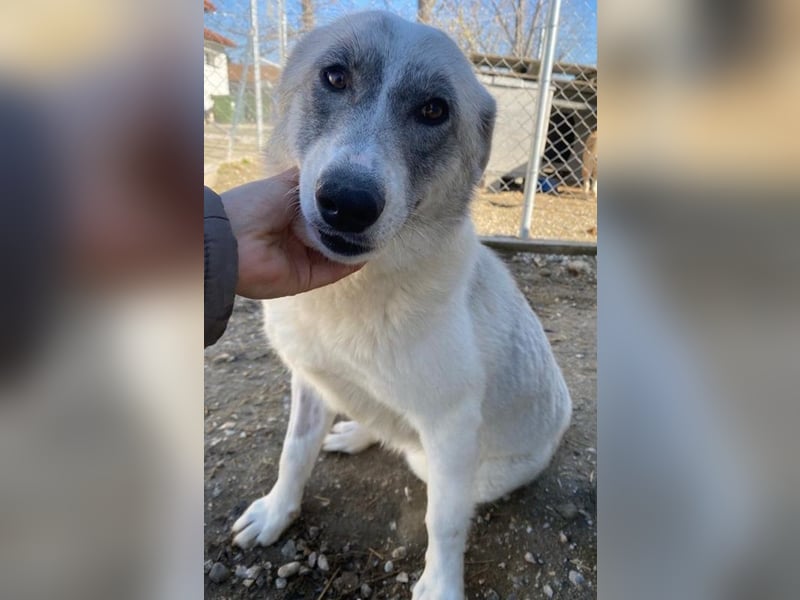 Charlina, geb. ca. 04/2021, lebt in GRIECHENLAND, im städt. Tierheim Serres