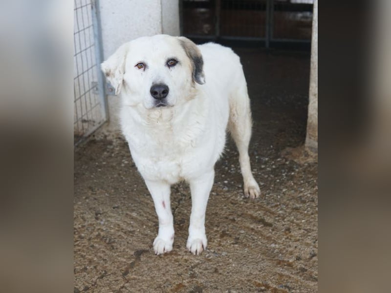 Bruna, geb. ca. 12/2020, lebt in GRIECHENLAND, im städt. Tierheim Serres