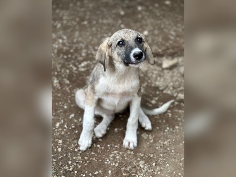 Karolina, geb. ca. 03/2026, lebt in GRIECHENLAND, im städt. Tierheim Serres