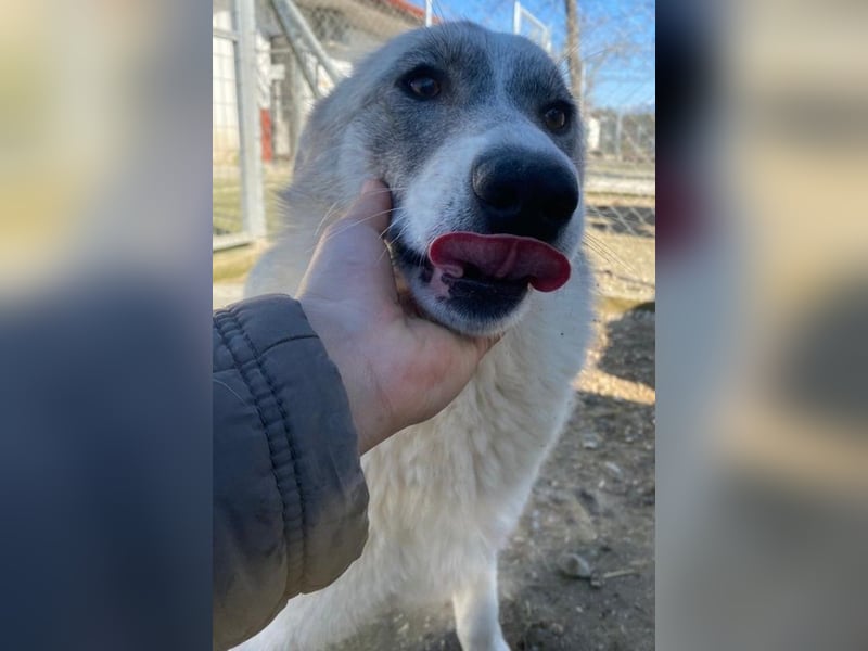 Charlina, geb. ca. 04/2021, lebt in GRIECHENLAND, im städt. Tierheim Serres