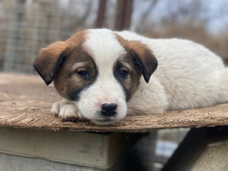 Calzone, geb. ca. 11/2025, lebt in GRIECHENLAND, auf einer privaten Pflegestelle