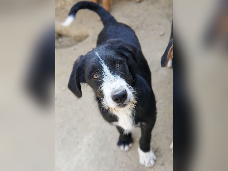 Kasimir, geb. ca. 09/2025, lebt in GRIECHENLAND, auf einer privaten Pflegestelle