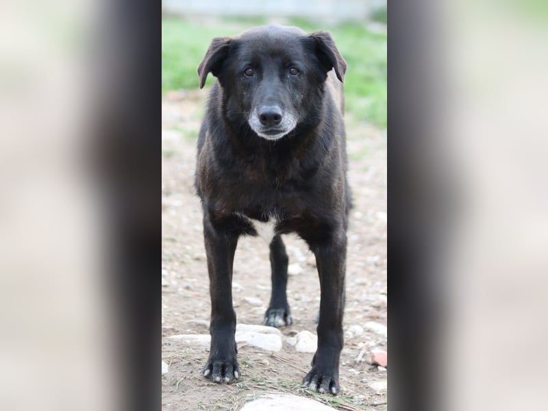 Kenzo, geb. 03/2014, lebt in GRIECHENLAND, im städt. Tierheim Serres