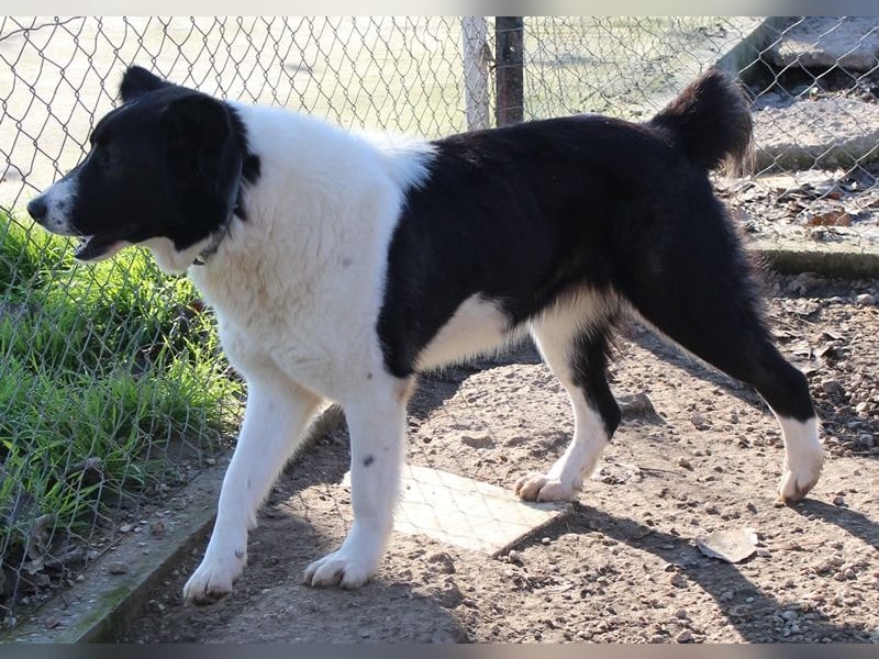 Pallene, geb. ca. 02/2021, lebt in GRIECHENLAND, im städt. Tierheim Serres