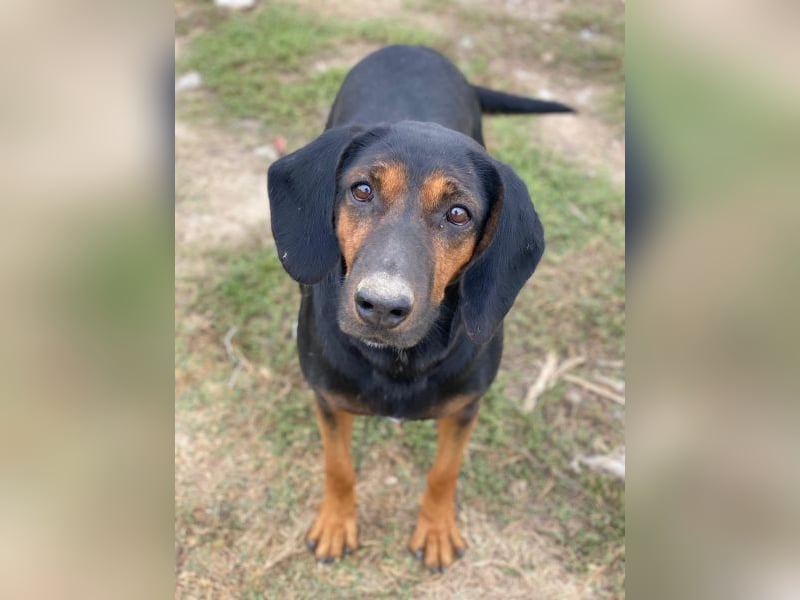 Priska, geb. ca. 08/2021, lebt in GRIECHENLAND, im städt. Tierheim Serres