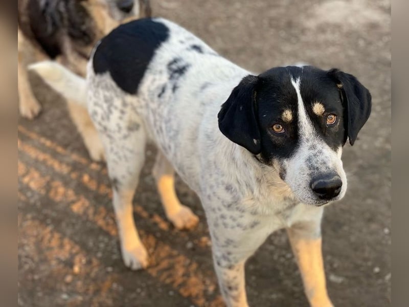 Benja, geb. ca. 05/2023, lebt in GRIECHENLAND, im städt. Tierheim Serres