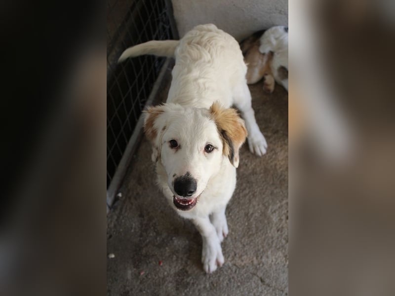 Kembro, geb. ca. 04/2025, lebt in GRIECHENLAND, im städt. Tierheim Serres