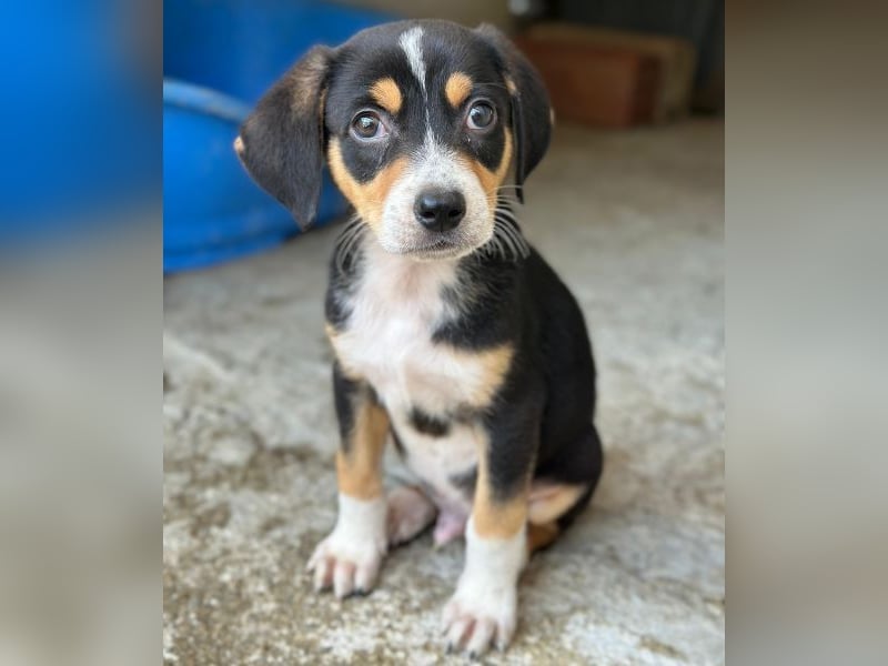 Pepper, geb. ca. 05/2026, lebt in GRIECHENLAND, im städt. Tierheim Serres