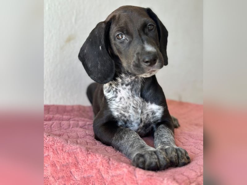 Kiki, geb. ca. 06/2026, lebt in GRIECHENLAND, im städt. Tierheim Serres