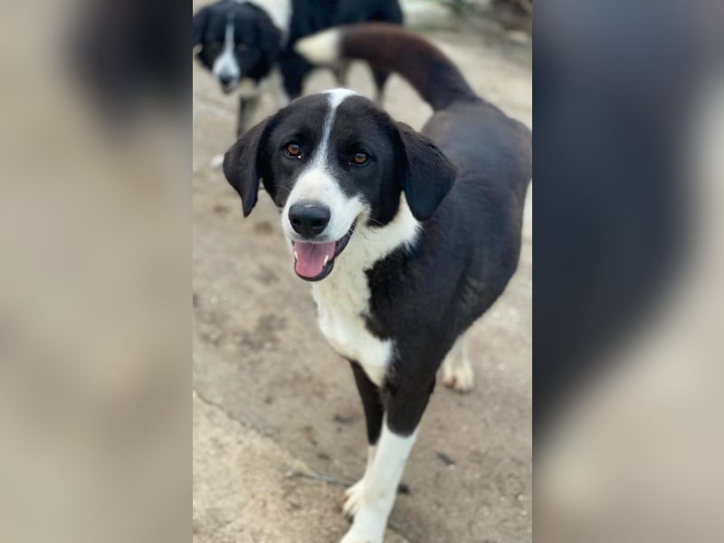 Arielle, geb. ca. 01/2023, lebt in GRIECHENLAND, im städt. Tierheim Serres