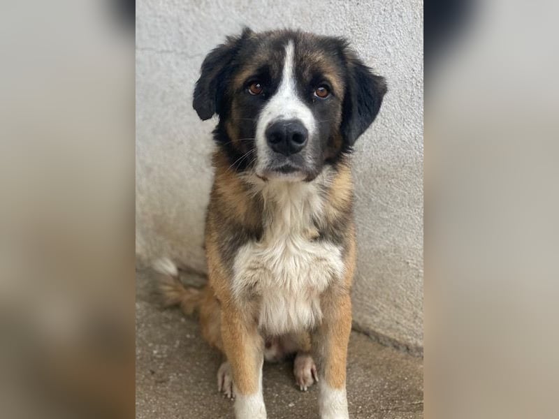 Beetles, geb. ca. 11/2024, lebt in GRIECHENLAND, im städt. Tierheim Serres