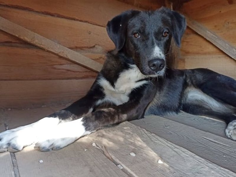 Laura, geb. ca. 06/2019, lebt in GRIECHENLAND, auf einer privaten Pflegestelle