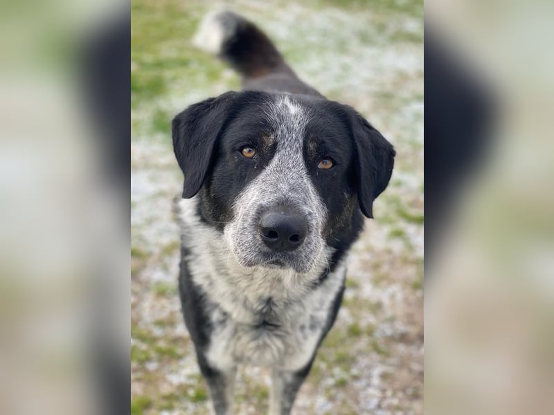 Malik, geb. ca.02/2022, lebt in GRIECHENLAND, im städt. Tierheim Serres