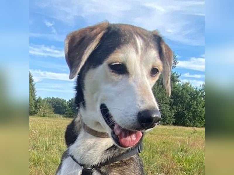 Portia, geb. ca. 06/2017, lebt auf einer Pflegestelle in 21220 Seevetal