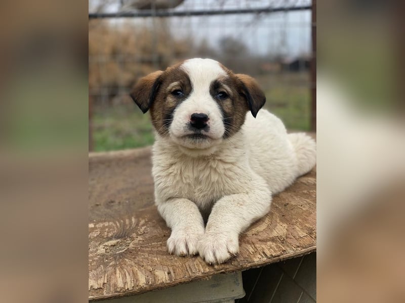 Calzone, geb. ca. 11/2025, lebt in GRIECHENLAND, auf einer privaten Pflegestelle