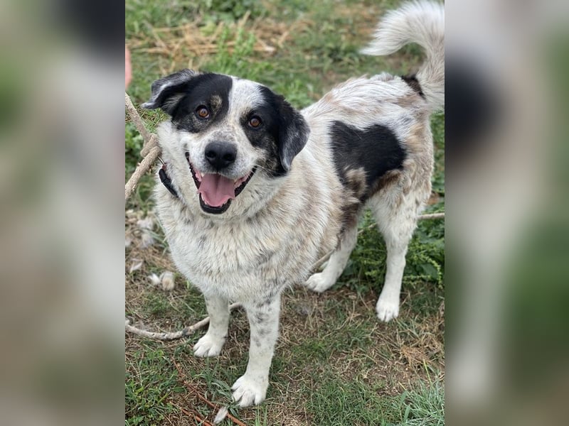 Pavlos, geb. ca. 05/2021, lebt in GRIECHENLAND, auf einer privaten Pflegestelle