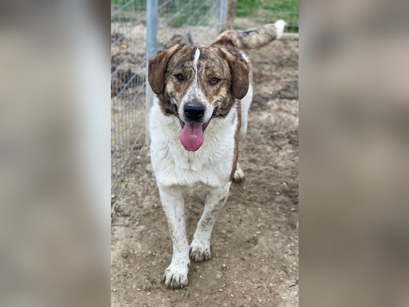 Timo, geb. ca. 12/2023, lebt in GRIECHENLAND, im städt. Tierheim Serres