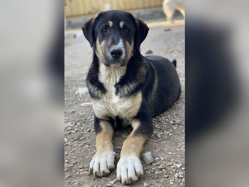 Liko, geb. ca. 11/2023, lebt in GRIECHENLAND, im städt. Tierheim Serres