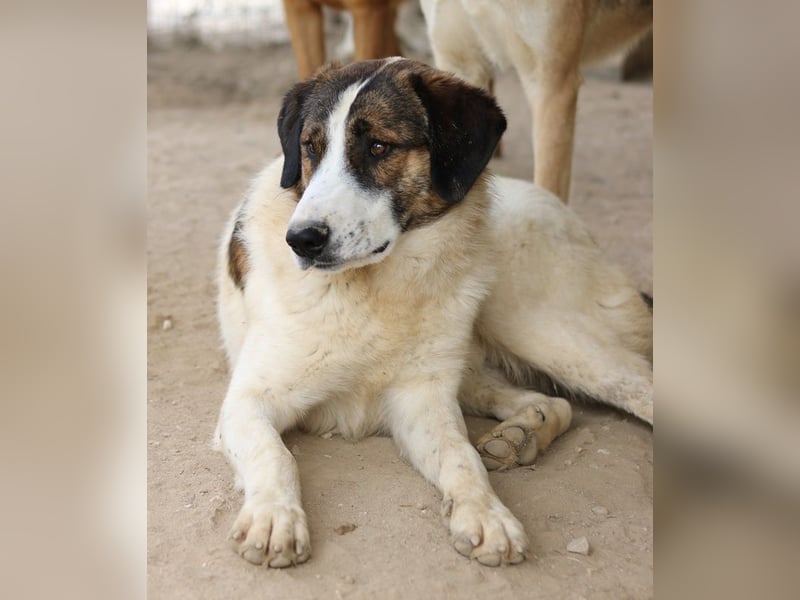 Pitt, geb. ca. 05/2021, lebt in GRIECHENLAND, im städt. Tierheim Serres