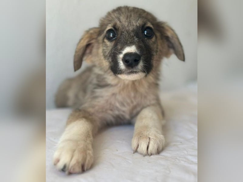 Karolina, geb. ca. 03/2026, lebt in GRIECHENLAND, im städt. Tierheim Serres