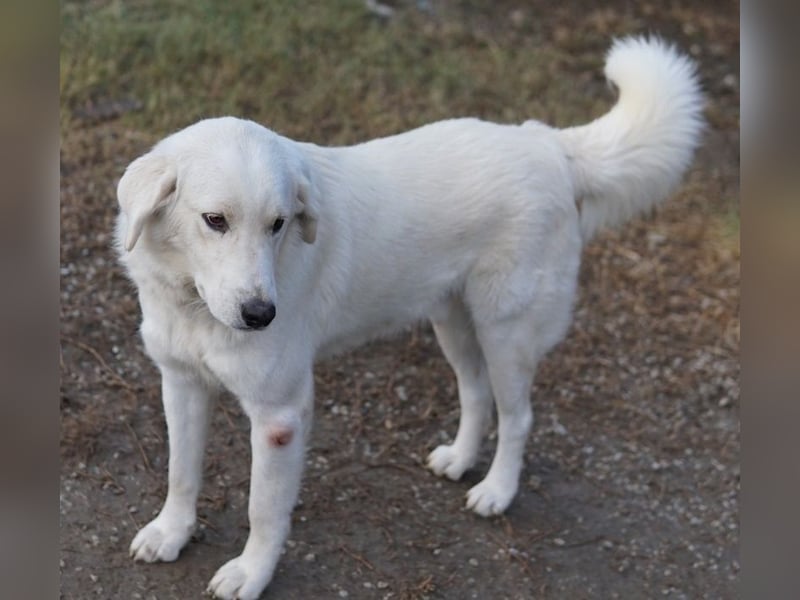 Idallo, geb. ca. 12/2020, lebt in GRIECHENLAND, im städt. Tierheim Serres