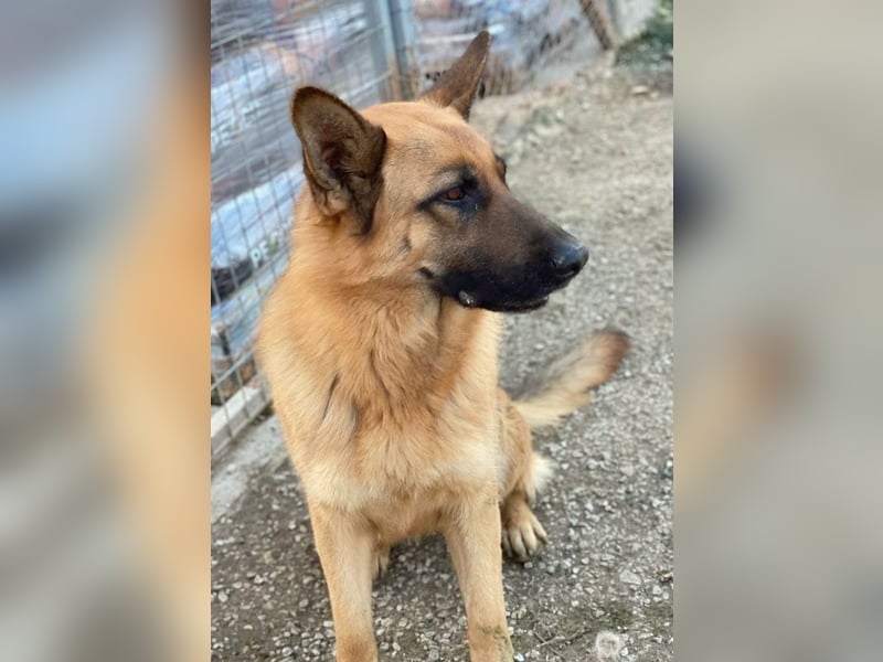 Wilma, geb. ca. 04/2021, lebt in GRIECHENLAND, im städt. Tierheim Serres