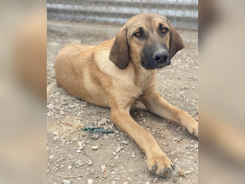 Katinka, geb. ca. 02/2025, lebt in GRIECHENLAND, im städt. Tierheim Serres