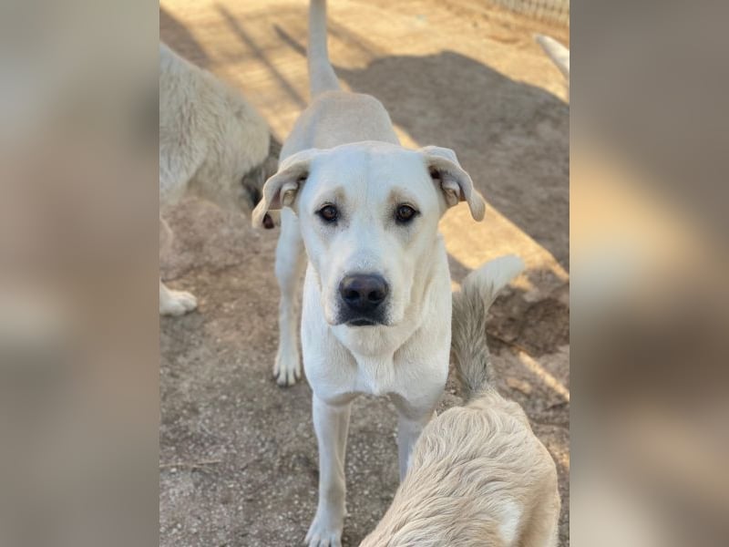 Miguel, geb. ca. 08/2024, lebt in GRIECHENLAND, im städt. Tierheim Serres