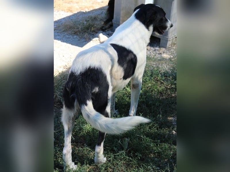 Rubin, geb. ca. 03/2019, lebt in GRIECHENLAND, im städt. Tierheim Serres