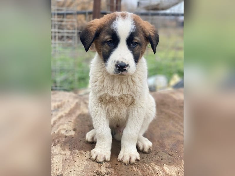 Diavolo, geb. ca. 11/2025, lebt in GRIECHENLAND, auf einer privaten Pflegestelle