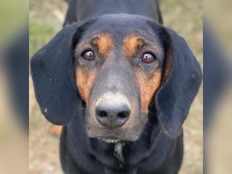 Priska, geb. ca. 08/2021, lebt in GRIECHENLAND, im städt. Tierheim Serres