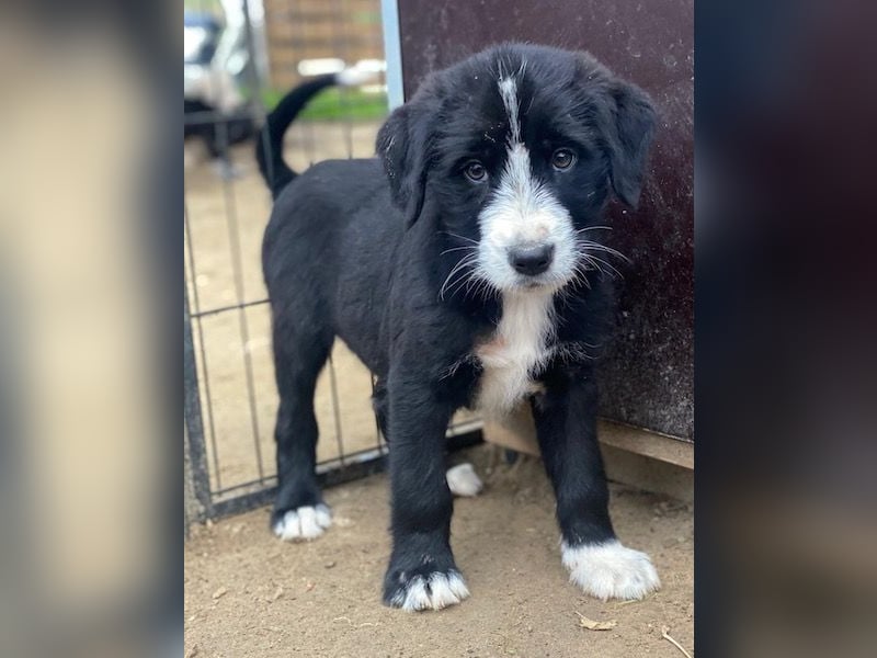 Kasimir, geb. ca. 09/2025, lebt in GRIECHENLAND, auf einer privaten Pflegestelle