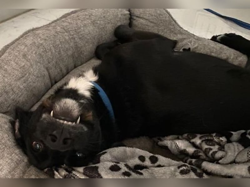 Emrys, geb. ca. 10/2020, lebt in GRIECHENLAND, auf einer privaten Pflegestelle