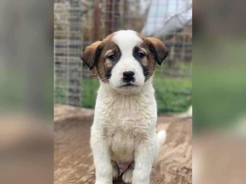 Calzone, geb. ca. 11/2025, lebt in GRIECHENLAND, auf einer privaten Pflegestelle