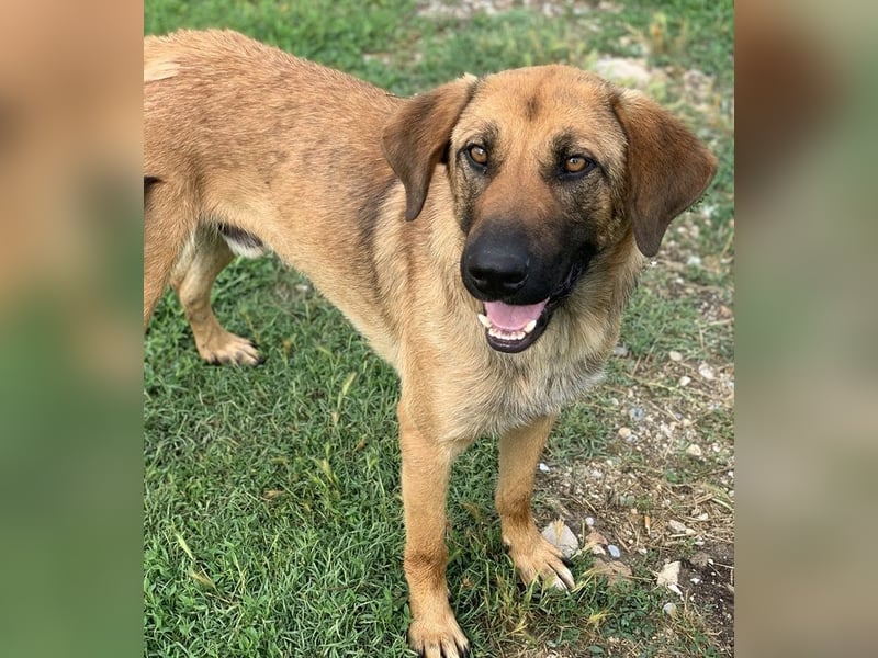 Xawi, geb. ca. 12/2019, lebt in GRIECHENLAND, im städt. Tierheim Serres