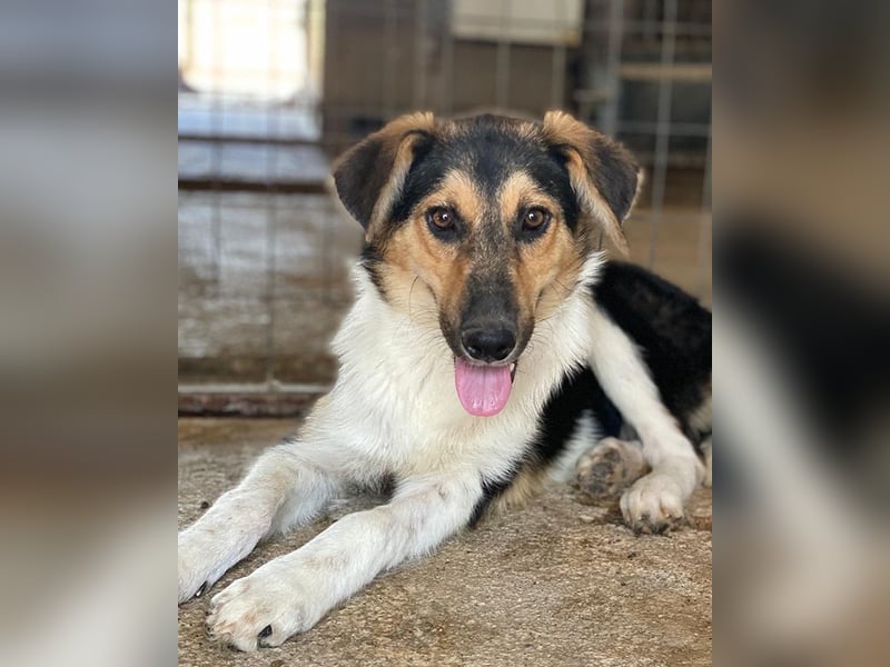 Kati, geb. ca. 03/2025, lebt in GRIECHENLAND, im städt. Tierheim Serres