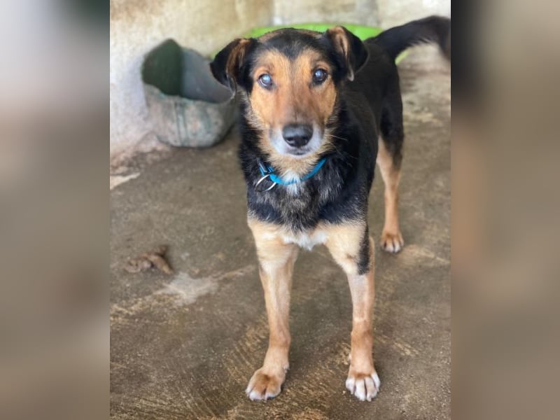 Tizian, geb. ca. 04/2022, lebt in GRIECHENLAND, auf einer privaten Pflegestelle