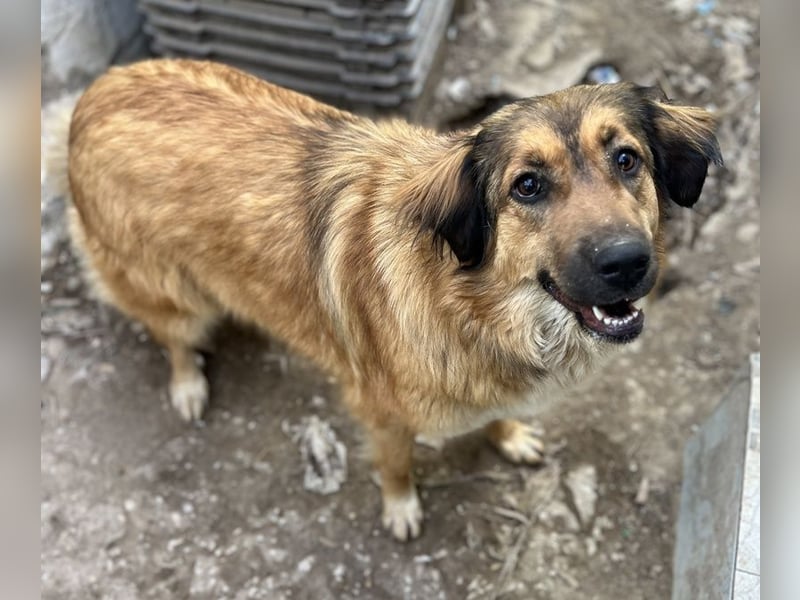 Melica, geb. ca. 09/2023, lebt in GRIECHENLAND, auf einer privaten Pflegestelle