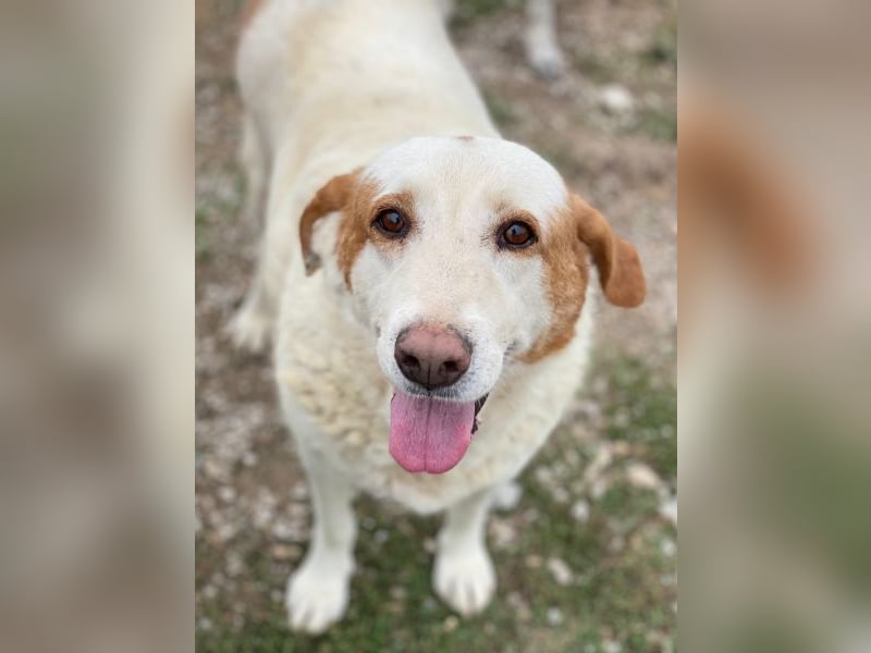 Lucero, geb. ca. 04/2016, lebt in GRIECHENLAND, im städt. Tierheim Serres