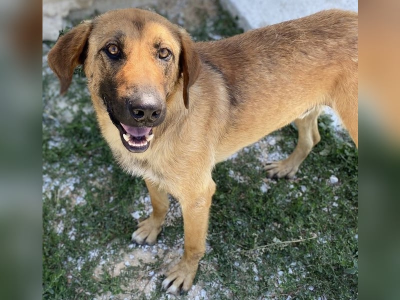 Xawi, geb. ca. 12/2019, lebt in GRIECHENLAND, im städt. Tierheim Serres