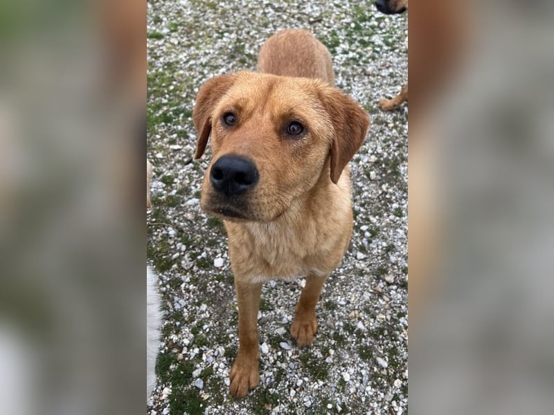 Valor, geb. ca. 05/2024, lebt in GRIECHENLAND, auf einem Gelände, wird notdürftig versorgt